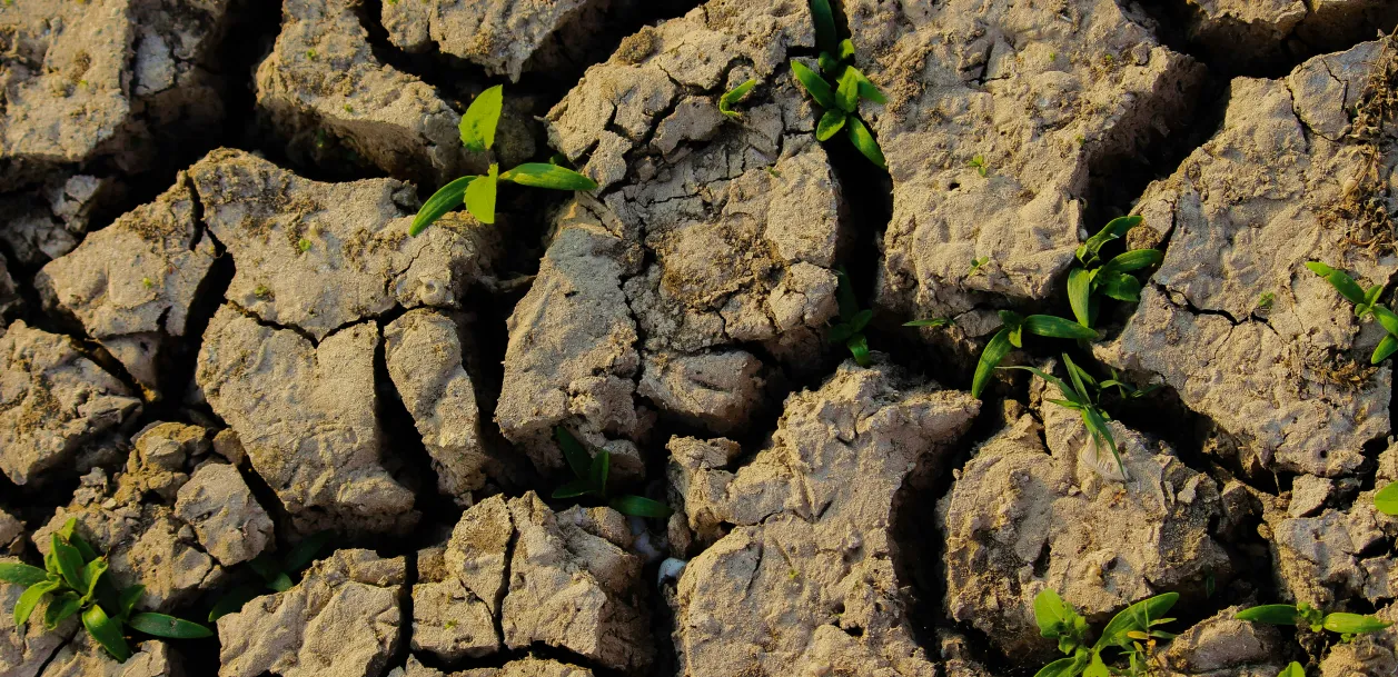 Banner Medio ambiente